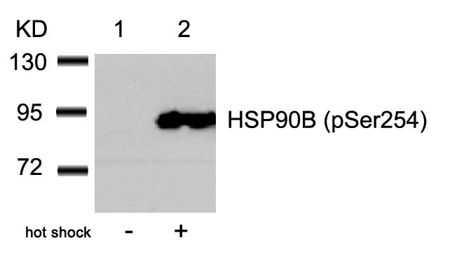 HSP90B (Phospho-Ser254) Antibody