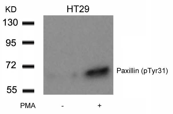 Paxillin (Phospho-Tyr31) Antibody