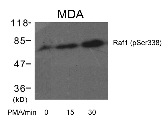 Raf1 (Phospho-Ser338) Antibody