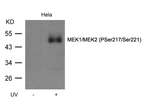 MEK1/MEK2 (Phospho-Ser217/Ser221) Antibody