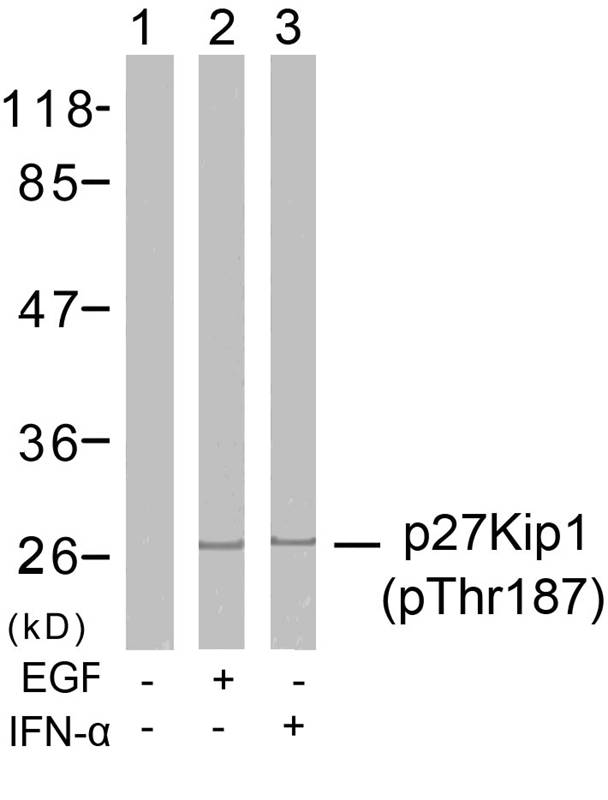 p27Kip1 (Phospho-Thr187) Antibody