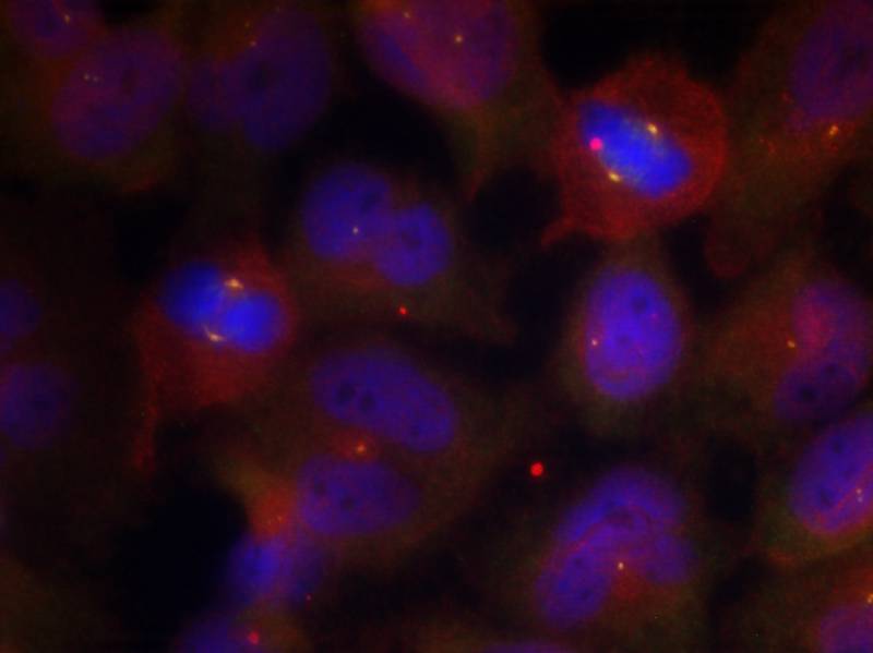 Synaptotagmin 1/2 (Phospho-Thr202/199) Antibody
