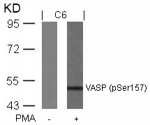 VASP (Phospho-Ser157) Antibody