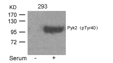 Pyk2 (Phospho-Tyr402) Antibody