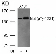 Met (Phospho-Tyr1234) Antibody