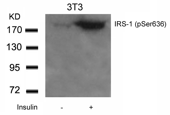 IRS (Phospho-Ser636) Antibody