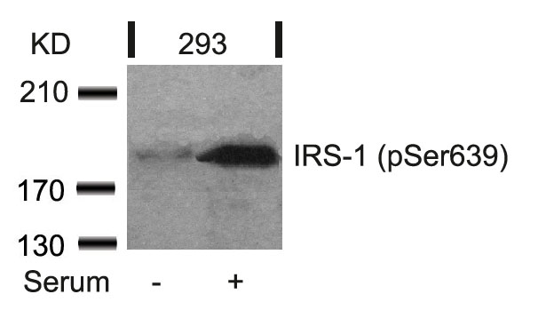 IRS (Phospho-Ser639) Antibody
