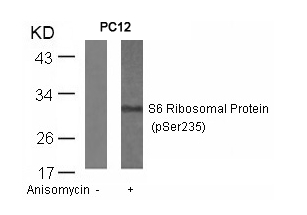 S6 Ribosomal Protein (Phospho-Ser235) Antibody