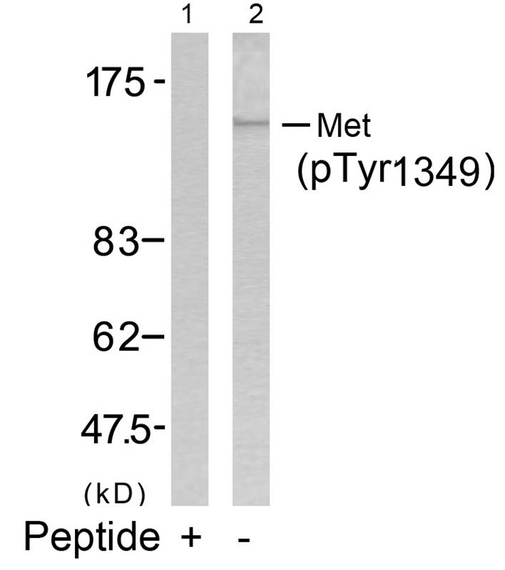 Met (Phospho-Tyr1349) Antibody