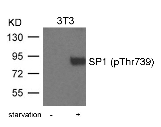 SP1 (Phospho-Thr739) Antibody