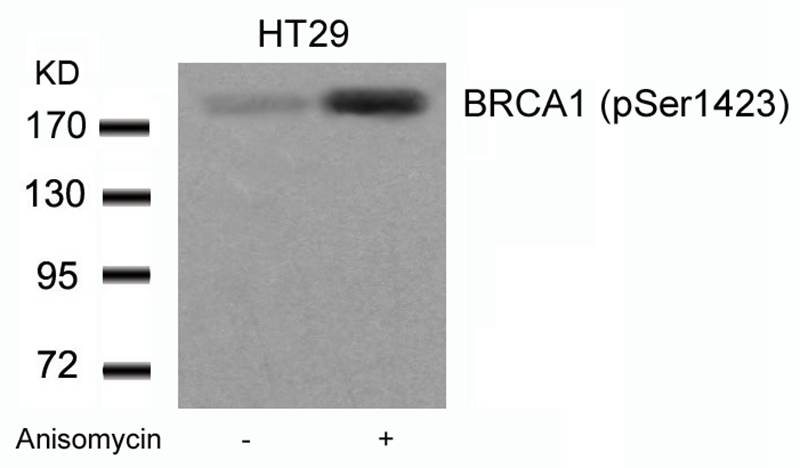 BRCA1 (Phospho-Ser1423) Antibody