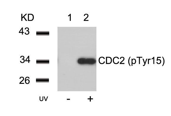 CDC2 (Phospho-Tyr15) Antibody
