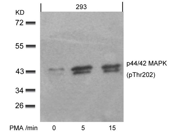 p44/42 MAP Kinase (Phospho-Thr202) Antibody