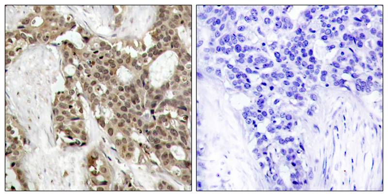 p44/42 MAP Kinase (Phospho-Tyr204) Antibody