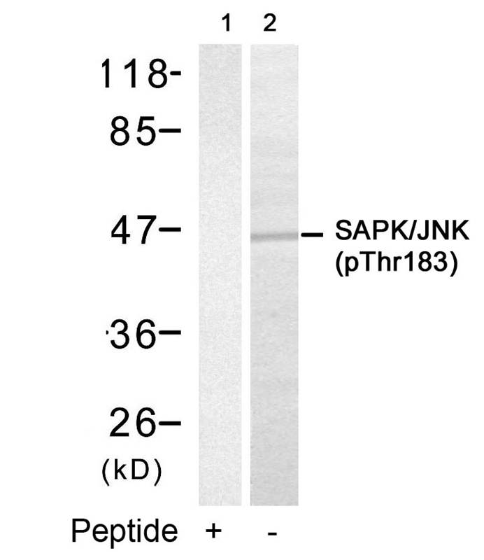 SAPK/JNK (Phospho-Thr183) Antibody