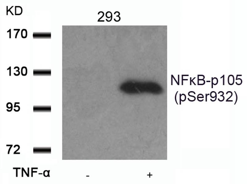 NFκB-p105 (Phospho-Ser932) Antibody