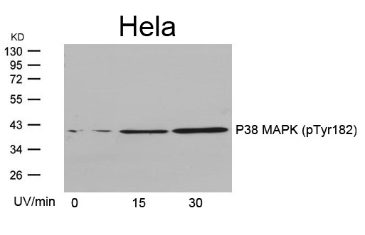 P38 MAPK (Phospho-Tyr182) Antibody