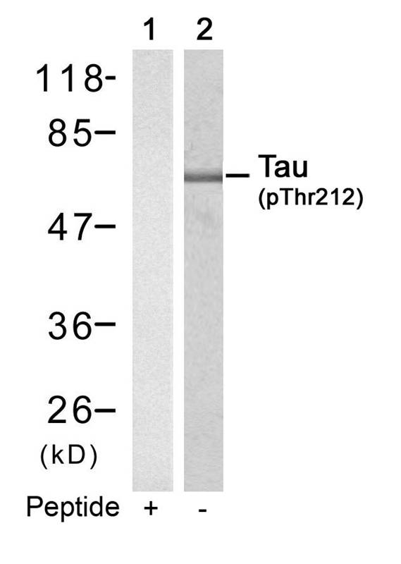Tau (Phospho-Thr212) Antibody