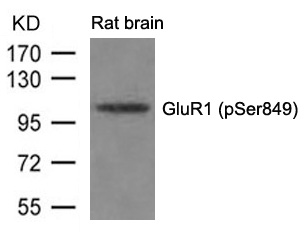 GluR1 (phospho-Ser849) Antibody