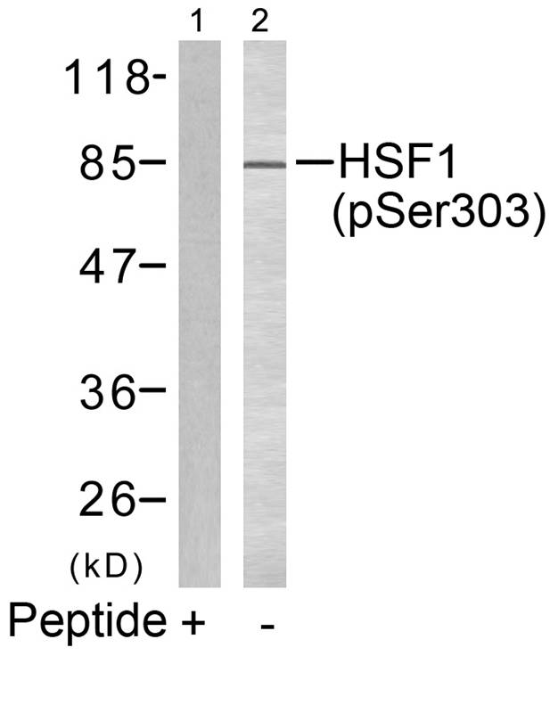 HSF1 (phospho-Ser303) Antibody