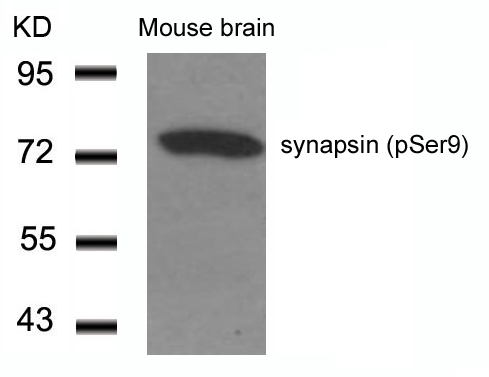 synapsin (Phospho-Ser9) Antibody