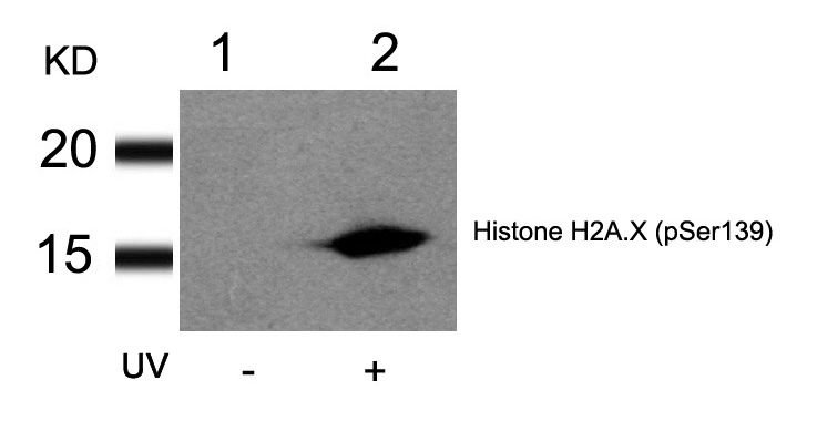 Histone H2A.X (Phospho-Ser139) Antibody