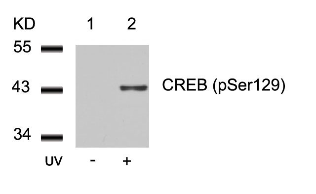 CREB (Phospho-Ser129) Antibody