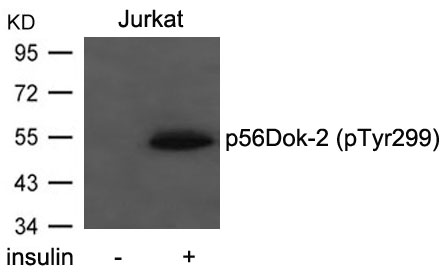 p56Dok-2 (Phospho-Tyr299) Antibody