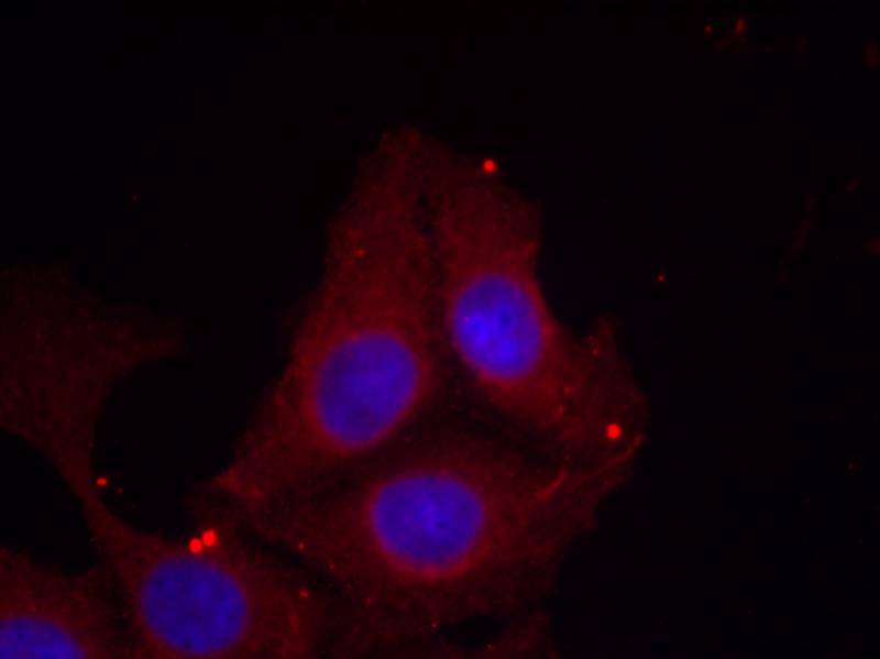 GAP43 (Phospho-Ser41) Antibody