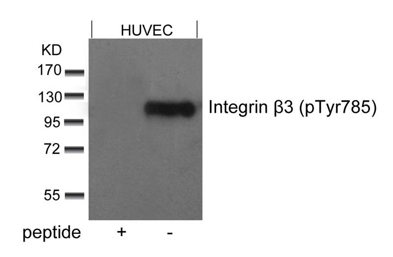 Integrin β3 (Phospho-Tyr785) Antibody