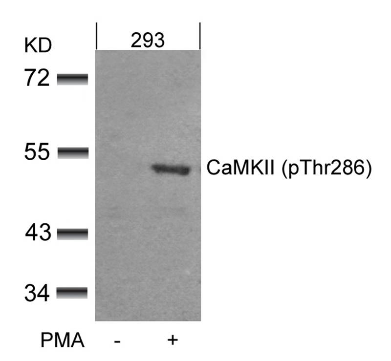 CaMKII (Phospho-Thr286) Antibody