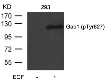 Gab1 (Phospho-Tyr627) Antibody