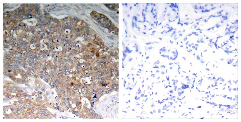 GSK3α/β(Phospho-Tyr279/216) Antibody
