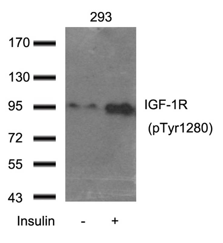 IGFR (Phospho-Tyr1280) Antibody