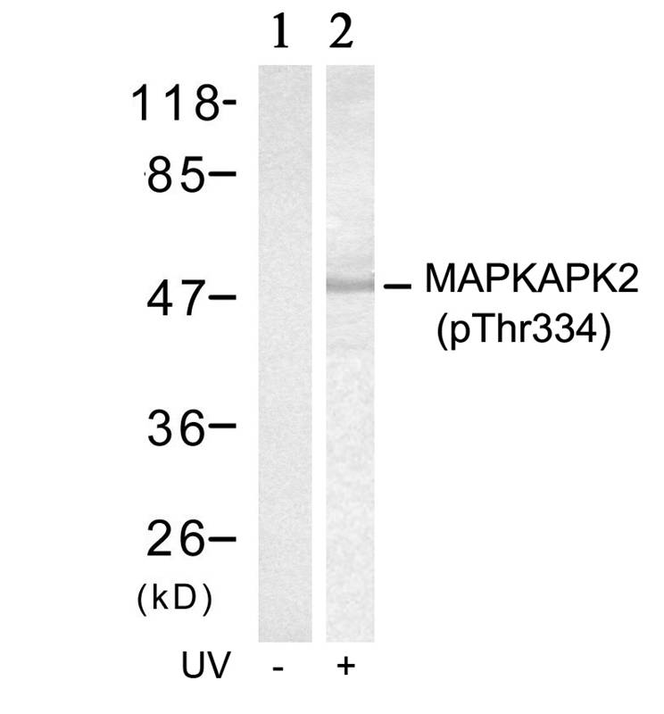 MAPKAPK-2 (Phospho-Thr334) Antibody