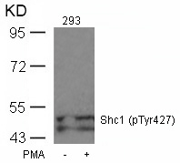 Shc1 (Phospho-Tyr427) Antibody