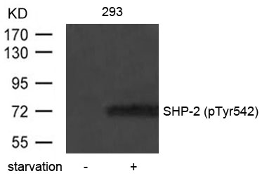 SHP-2 (Phospho-Tyr542) Antibody