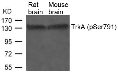 TrkA (Phospho-Ser791) Antibody