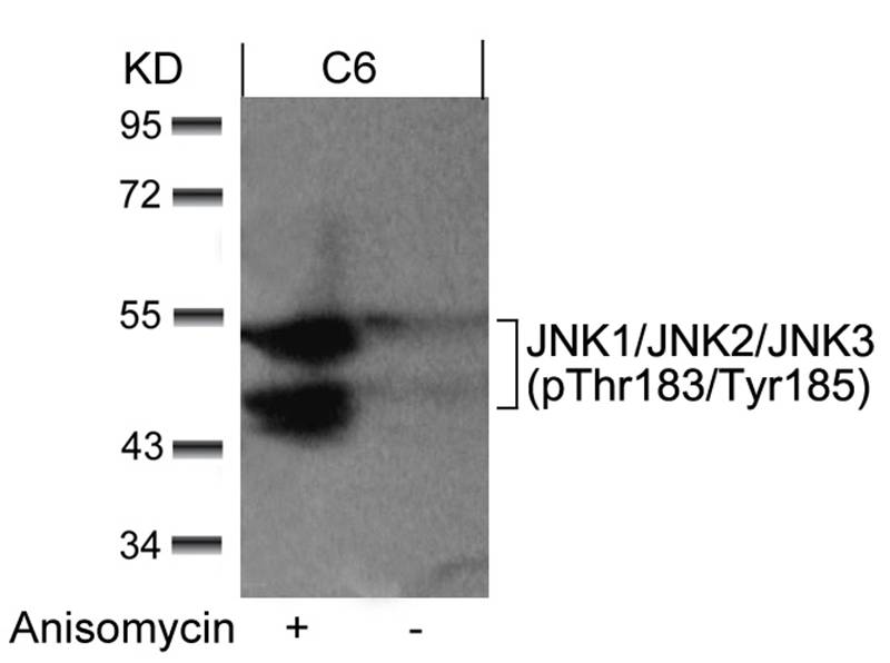 JNK1/JNK2/JNK3 (phospho-Thr183/Tyr185) Antibody