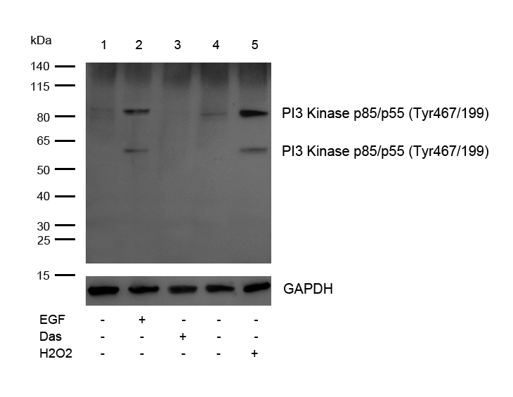 PI3 Kinase p85/p55 (phospho-Tyr467/199)Antibody