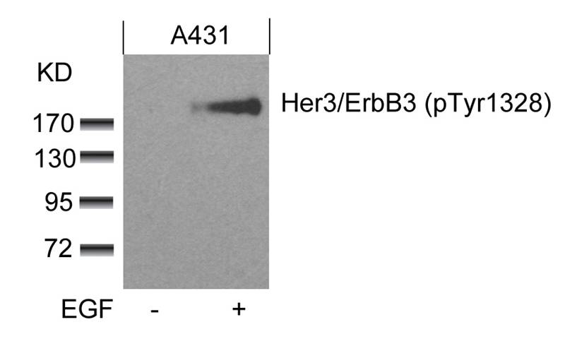 Her3/ErbB3 (phospho-Tyr1328) Antibody