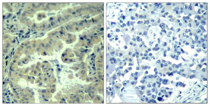 eIF4G (phospho-Ser1231) Antibody