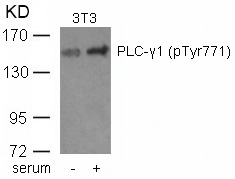 PLC-γ1 (phospho-Tyr771) Antibody