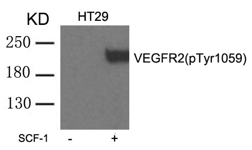 VEGFR2 (phospho-Tyr1059) Antibody
