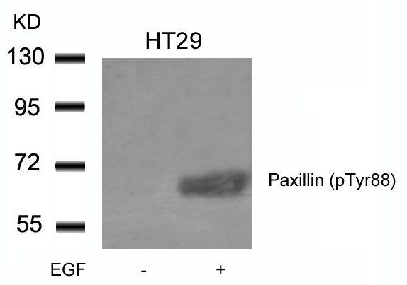Paxillin (phospho-Tyr88) Antibody
