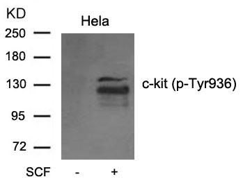 c-kit (phospho-Tyr936) Antibody