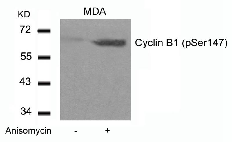 Cyclin B1 (phospho-Ser147) Antibody