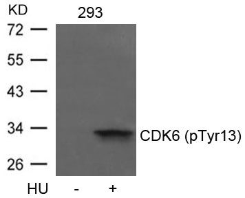 CDK6 (phospho-Tyr13) Antibody