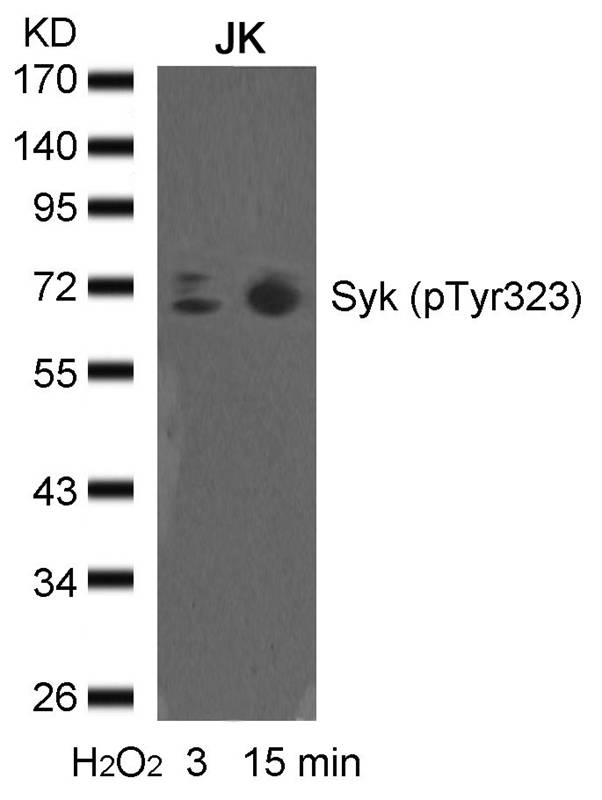 syk (phospho-Tyr323) Antibody