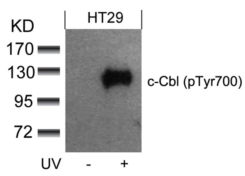 c-Cbl (phospho-Tyr700) Antibody